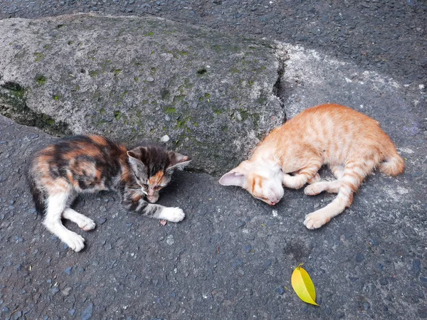 Dos Gatitos Lindos Tirados Calle — Foto de Stock