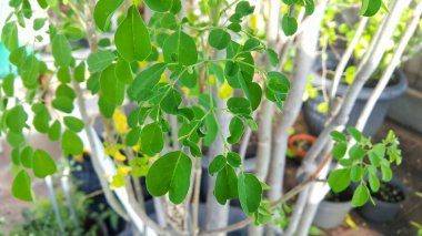 Arka planda bulanık ağaç gövdesi olan tencerede küçük yapraklar olan yeşil egzotik bitkileri kapatın.