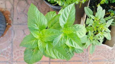 Saksıdaki yeşil egzotik bitkileri kapatın.