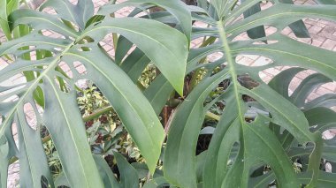 Bahçedeki canavar bitkisi.