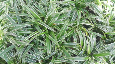 Bahçedeki örümcek bitkilerini ya da klorofilum kompozitosunu kapat.