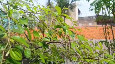 Ziziphus Mauritiana ya da Hint jubesine ya da kil kil kiremit çatılı Bidara bitkisine yakın durun. Tropik bir meyve ağacı..