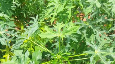 Papaya ağacı yaprakları rüzgarda esiyor.