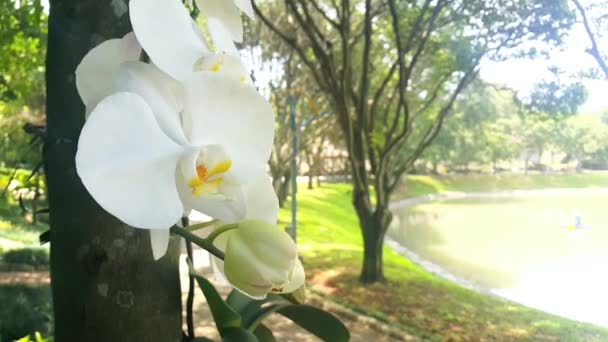 Flor Blanca Orquídea Que Sopla Viento Con Los Árboles Sombríos — Vídeos de Stock