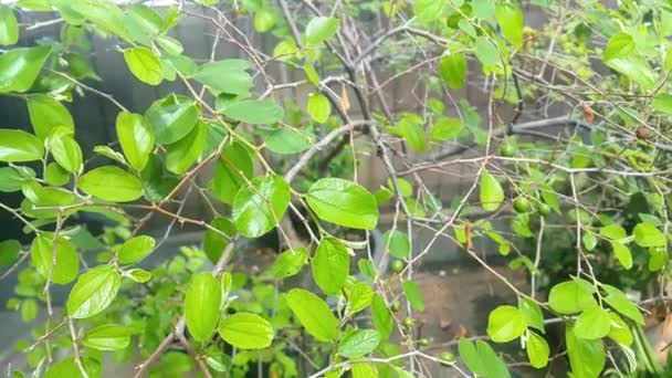 Gros Plan Ziziphus Mauritiana Jujube Indien Plante Bidara Arbre Fruitier — Video