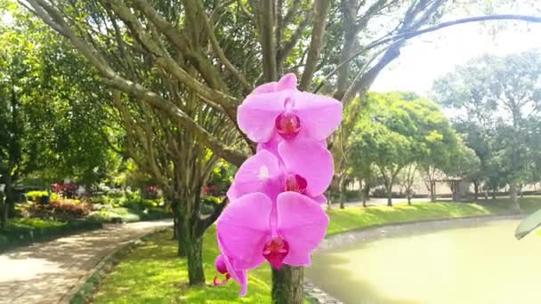 Flor Púrpura Orquídea Que Sopla Viento Con Árboles Sombreados Lago — Vídeos de Stock