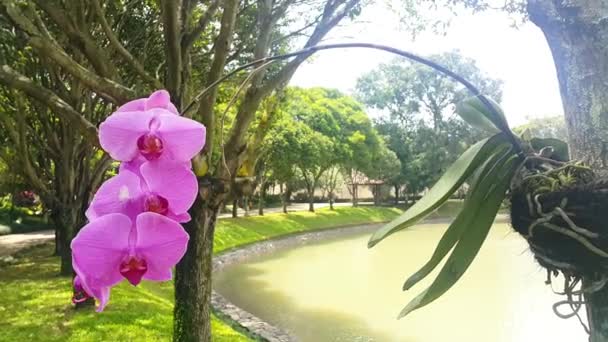 Flor Púrpura Orquídea Que Sopla Viento Con Árboles Sombreados Lago — Vídeos de Stock