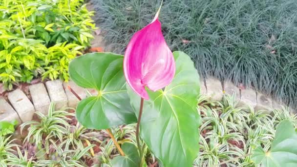 Pink Anthurium Flower Blowing Wind Garden — Stock Video