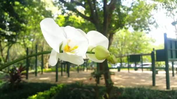 White Orchid Flower Blowing Wind Shady Trees Background Bokeh Background — Stock Video
