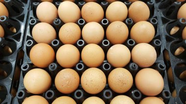 Tavuk yumurtaları düzgünce tepsiye dizilmiş.