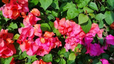 Tropikal bahçedeki begonvil çiçeğini kapat.