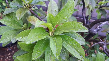 Sapodilla ya da Manilkara zapota yaprakları su damlalarıyla birlikte. Yağmurdan sonra.
