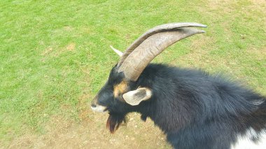 Çim tarlasında boynuzları olan siyah ve beyaz bir pigme keçiye yaklaş.