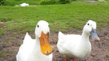 Bir grup Amerikan Pekin veya beyaz Pekin veya yerli ördek veya bir çiftlikteki Anas Platyrhynchos domesticus.