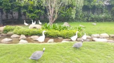 Bir grup Amerikan Pekin ya da beyaz Pekin ve Guineafowl çiftliğinde