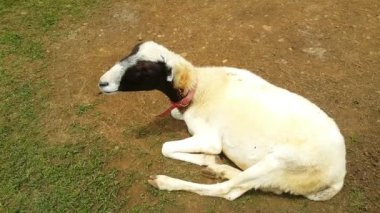 Bir çiftlikte yerde yatan beyaz bir keçi