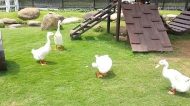 Bir grup Amerikan Pekin veya beyaz Pekin veya yerli ördek veya bir çiftlikteki Anas Platyrhynchos domesticus.
