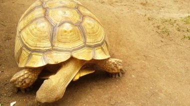 Sulcata kaplumbağası ya da Afrika mahmuzlu kaplumbağası çiftlikte yerde yürüyor.