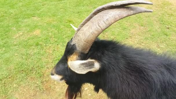Close Black White Pygmy Goat Horns Farm — Stock Video