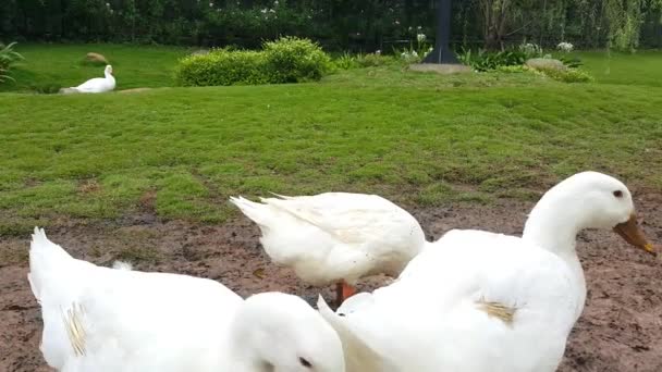 Group American Pekin White Pekin Domestic Duck Anas Platyrhynchos Domesticus — Stock Video