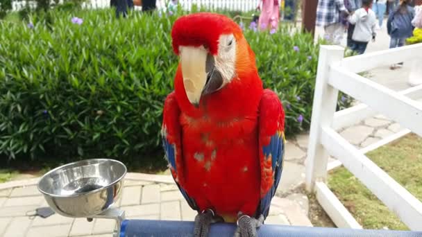 Šarlatový Papoušek Macaw Stojící Své Kleci Rekreační Oblasti — Stock video