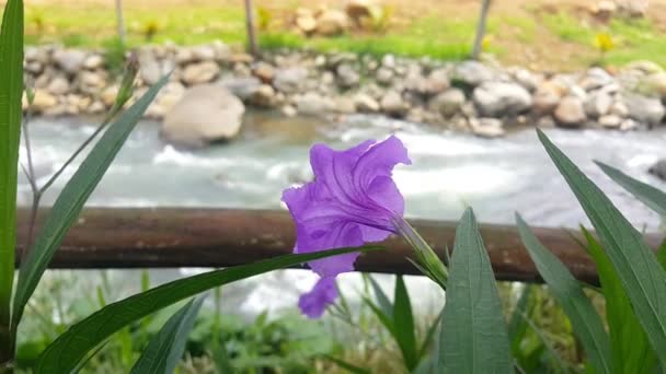 Purple Mexican Petunias Flower Ruellia Simplex River Rocks Background Blurred — Stock Video