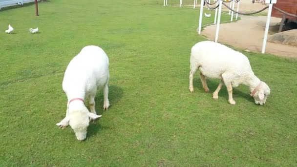 Белые Мериносовые Овцы Кормятся Травяном Поле Ферме — стоковое видео