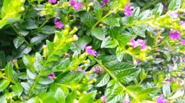 Lavanta Lace çiçeğine ya da tropikal bahçede uçan arılarla birlikte Cuphea hissopifolia 'ya yakın durun.