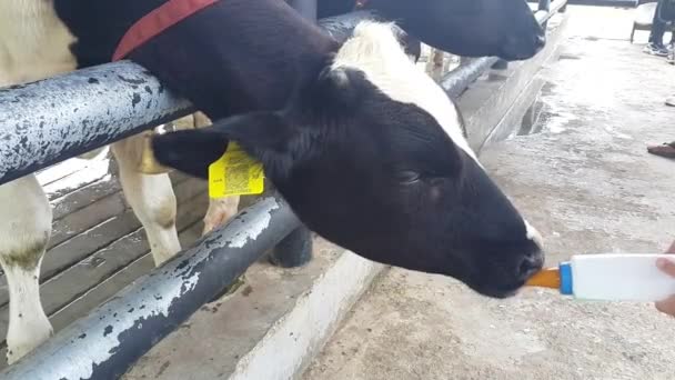 Black White Cow Holstein Friesian Cattle Drinking Milk Bottle Farm — Stock Video
