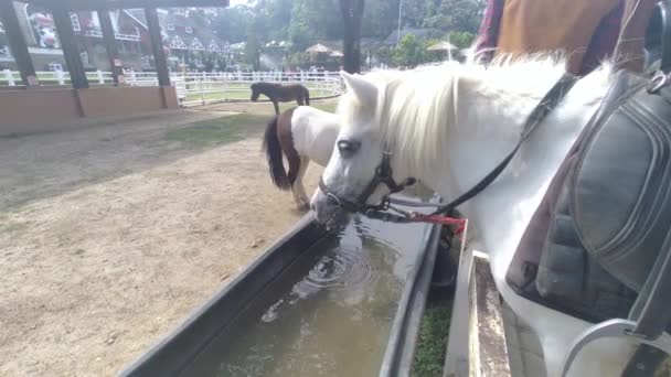 Een Wit Klein Paard Pony Drinkwater Een Boerderij Een Toeristische — Stockvideo