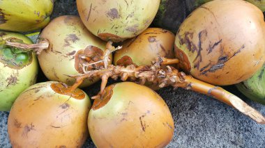 Beton zeminde portakal ve yeşil hindistan cevizi yığını.