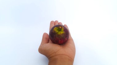 Hand holding ripe mangosteen fruit isolated on white background