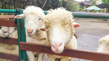 Çiftlikte bir koyun sürüsü