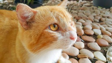 Şişko turuncu kedi evin dışında, çimlerin üzerinde rahatça dinleniyor..