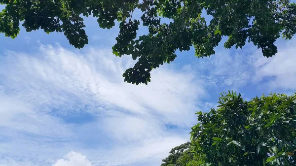 在阳光明媚的日子里 树蓝色的天空 树顶对着蓝天 — 图库照片