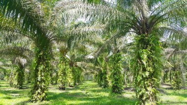 Palmiye yağı tarlası manzarası