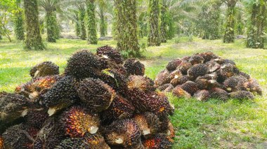 Ağaçlardaki meyveleri kestikten sonra palmiye yağı tarlasında taze meyve (FFB). Palmiye Yağı Tarlada Meyveler.