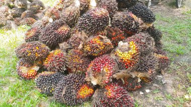 Ağaçlardaki meyveleri kestikten sonra palmiye yağı tarlasında taze meyve (FFB). Palmiye Yağı Tarlada Meyveler.