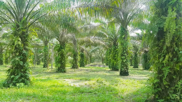 Pohled Plantáž Palmového Oleje — Stock fotografie