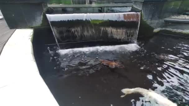 Temiz Suyla Gölette Yüzen Koi Balıklarının Yakın Görüntüsü Küçük Şelaleli — Stok video