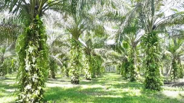Pohled Plantáž Palmového Oleje Indonésii Zemědělství — Stock video