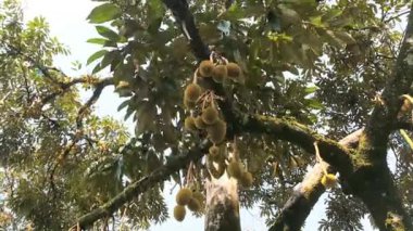 Durian bahçesindeki ağaçtaki taze Durian meyvelerinin yakın görüntüsü. Ağaç dalında Monthong Durian meyveleri.