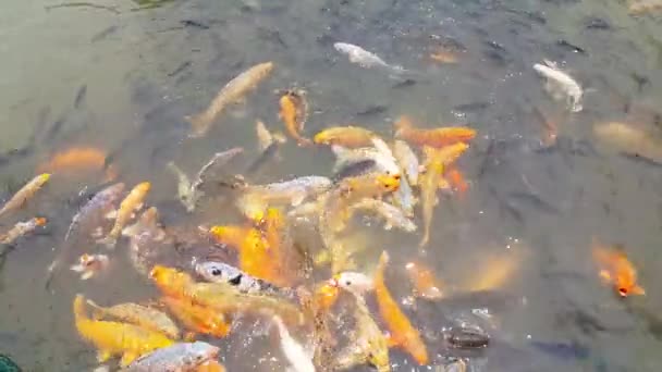Grupa Kolorowych Karpiowych Ryb Pływa Stawie Wodnym Jego Złoty Czerwony — Wideo stockowe