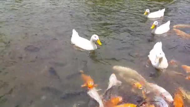 Biała Kaczka Wiele Ryb Pływających Razem Stawie Grupa Barwnych Fantazyjnych — Wideo stockowe