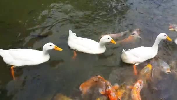 Weiße Ente Und Viele Fische Schwimmen Gemeinsam Einem Teich Eine — Stockvideo