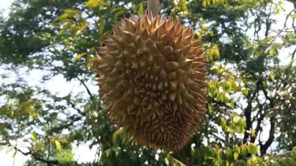 Vedere Aproape Fructelor Proaspete Durian Copacul Din Grădina Duriană — Videoclip de stoc