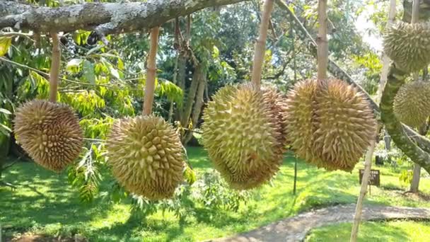 Durian Bahçesindeki Ağaçtaki Taze Durian Meyvelerinin Yakın Görüntüsü Ağaç Dalında — Stok video