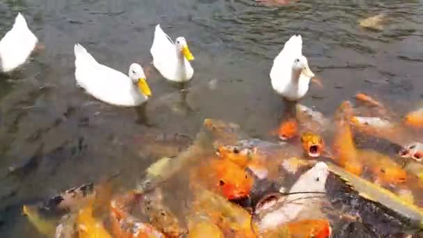 Pato Blanco Muchos Peces Nadando Juntos Estanque Grupo Peces Carpa — Vídeos de Stock