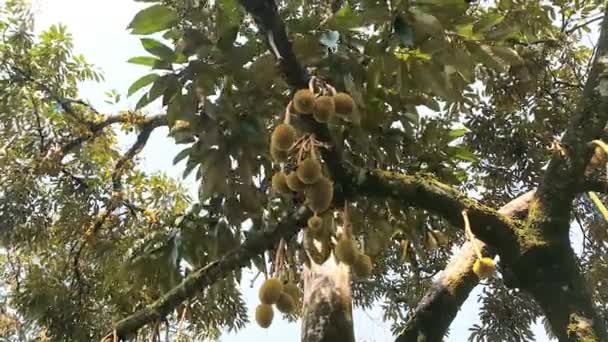 Närbild Färska Durian Frukter Trädet Durian Trädgården Månadsfrukter Durian Trädgren — Stockvideo