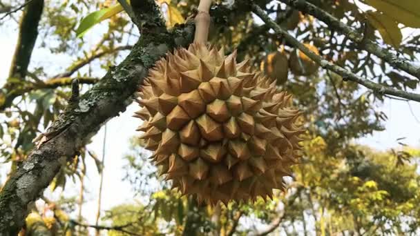 두리안 정원에서 나무에 신선한 두리안 과일의 전망을 닫습니다 — 비디오